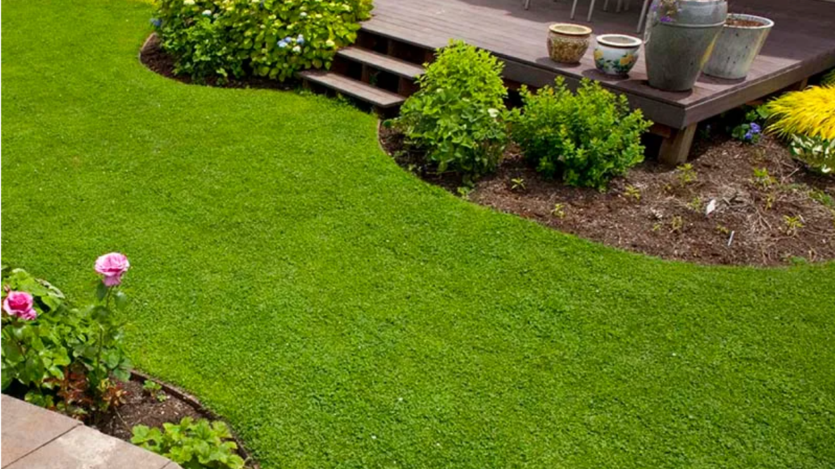 Enhance Your Yard with These 8 Grass Varieties! Foot-Friendly!