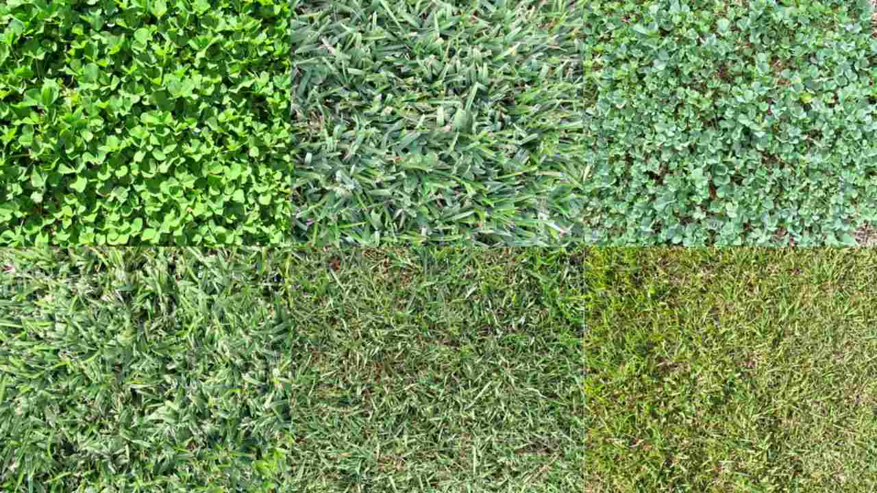Enhance Your Yard with These 8 Grass Varieties! Foot-Friendly!